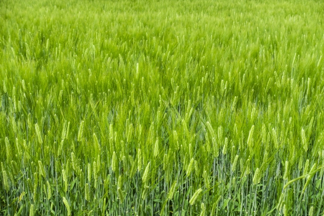 大麦若葉、どんな効果が期待できる？