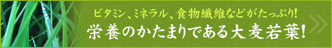 ビタミン、ミネラル、食物繊維などがたっぷり！
栄養のかたまりである大麦若葉！